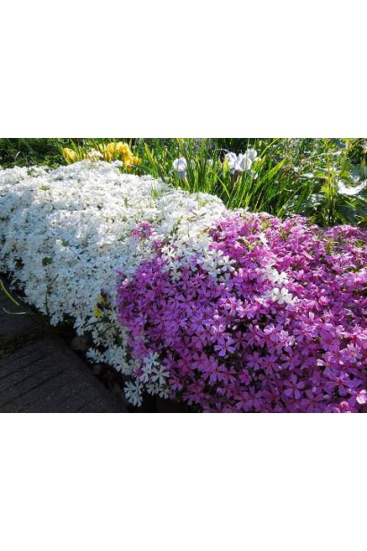 Флокс ’Айсберг’ уздовж бордюру в поєднанні з іншим флоксом